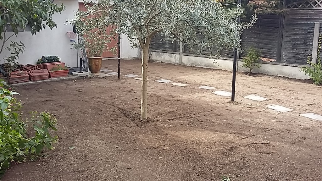 Çim Bakımı Görseli