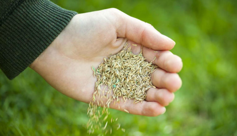 Çim Bakımı Görseli